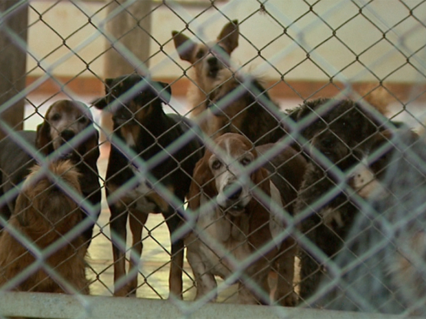 Proprietária de 69 cães é processada por vizinho em Batatais (SP) (Foto: Reprodução EPTV)