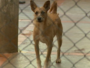 Cerca de 70 cães vivem em condomínio de Batatais (SP) (Foto: Reprodução EPTV)