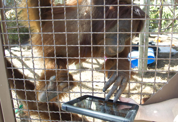 Orangotango brinca com iPad (Foto: J Pat Carter/AP)