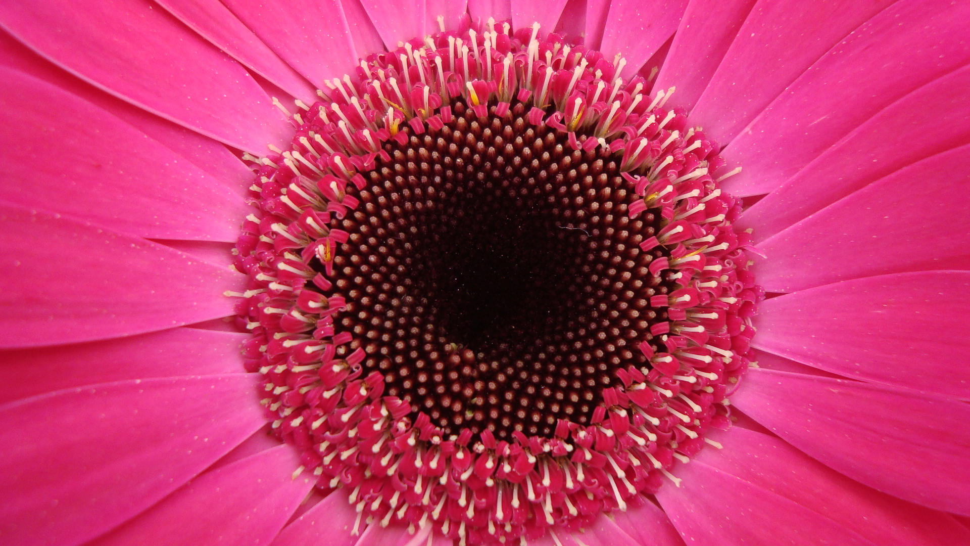 Resultado de imagem para imagens de belas flores