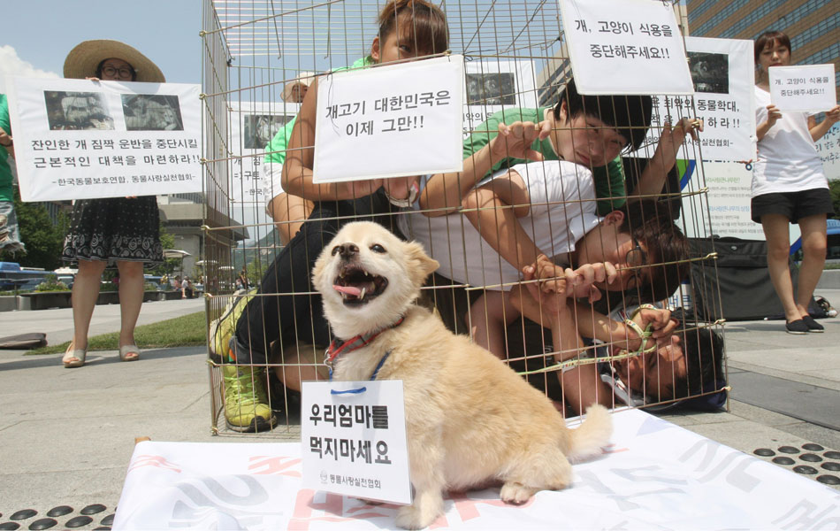 Ativistas pró-direitos animais se trancam em jaula em Seul. Eles protestam contra o hábito local de comer carne canina, o que muitos coreanos acreditam 'tonificar' o corpo e preparar para o calor do verão. No cartaz, se lê 'Não coma carne de cachorro'.
