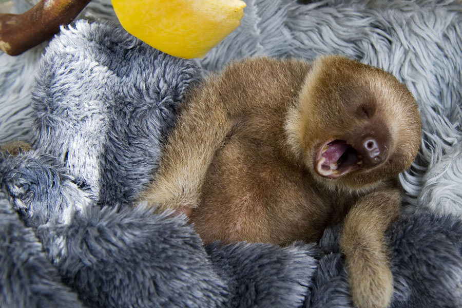 Uma preguiça-real bebê, também conhecida como preguiça-de-dois-dedos, é tratada pelos pesquisadores da Fundação de Caldas, a 25 km de Medelín, na Colômbia. A instituição cuida de animais capturados ilegalmente para tráfico 