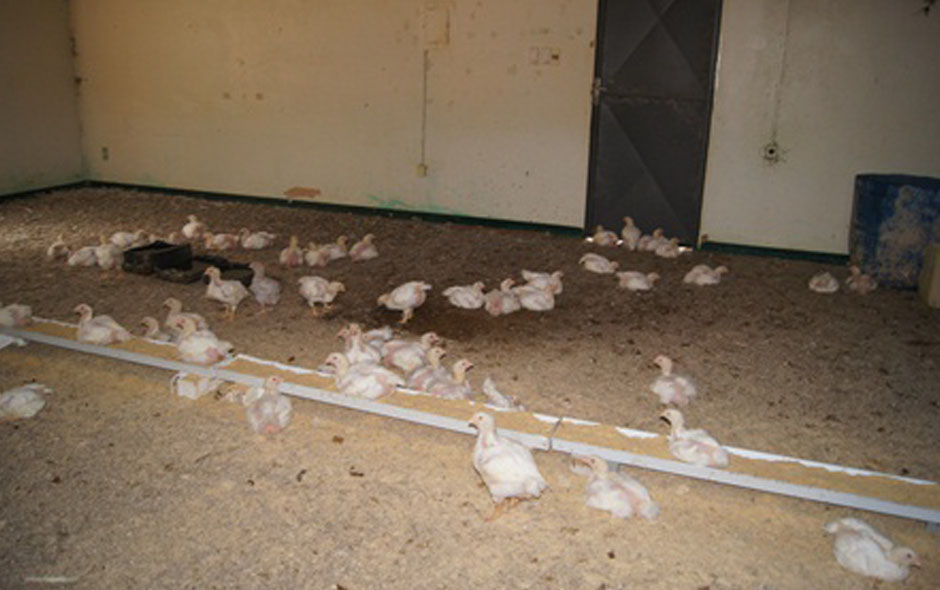 Uma das salas de aula serve como galinheiro (Fotos: Wenda Moreira/ Prefeitura de Tapurah)
