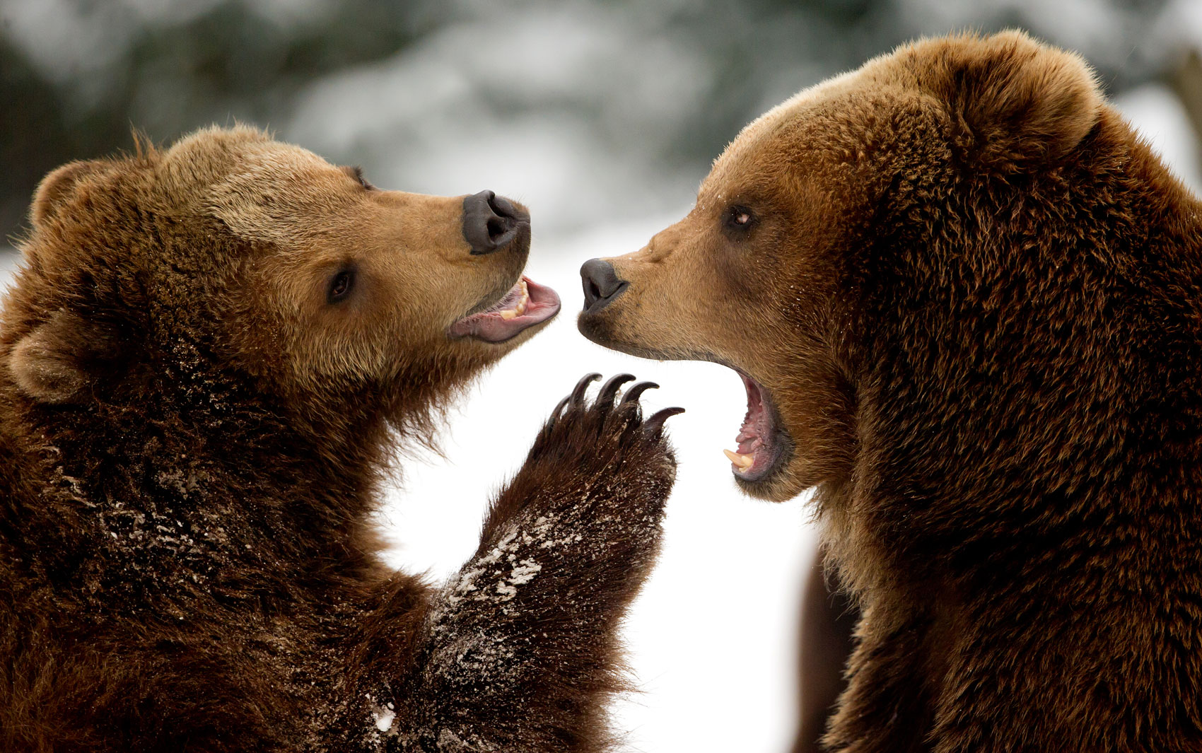 Медведи целуются