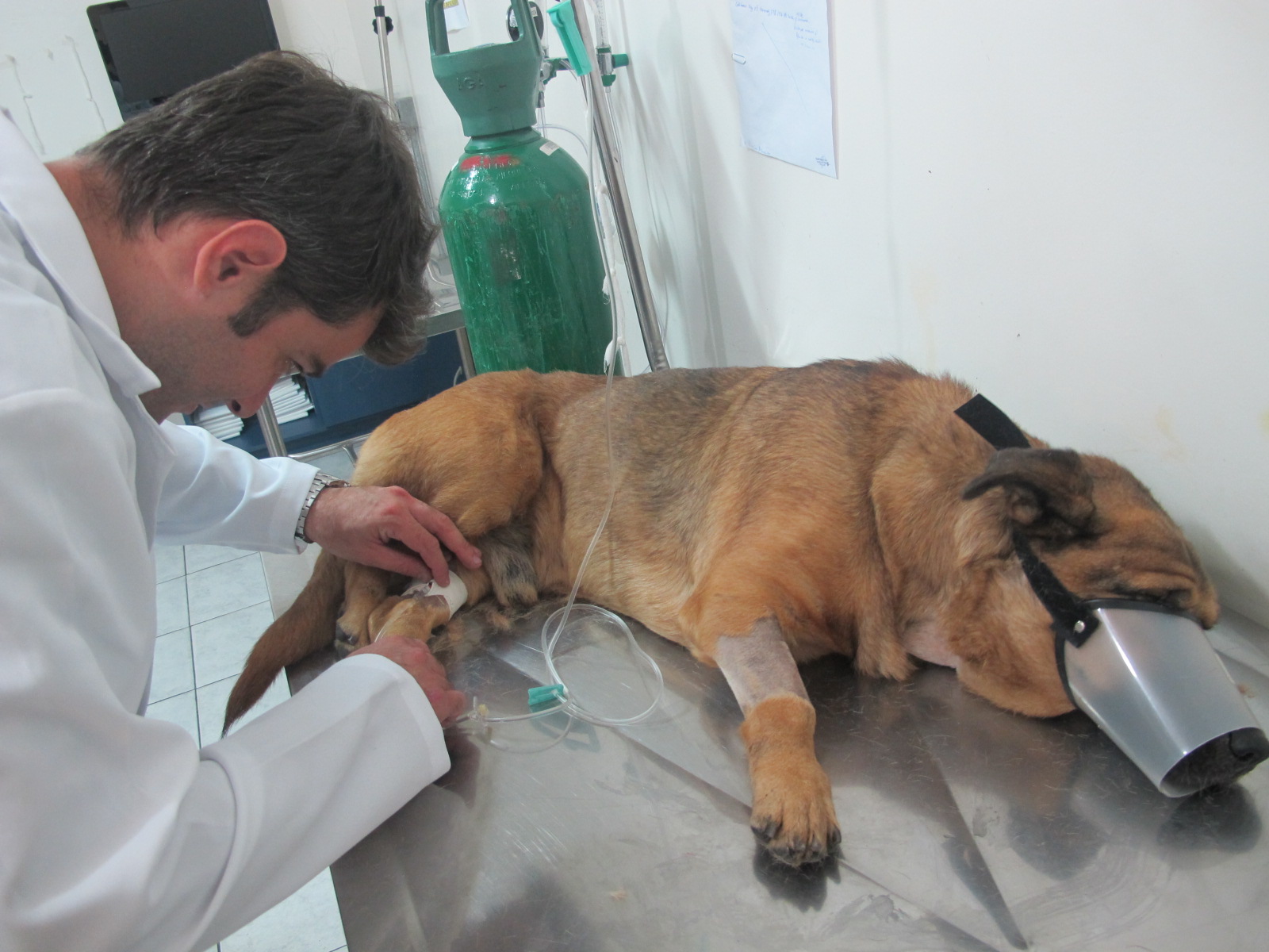 Anestesista procura veia de cachorro para injetar medicação