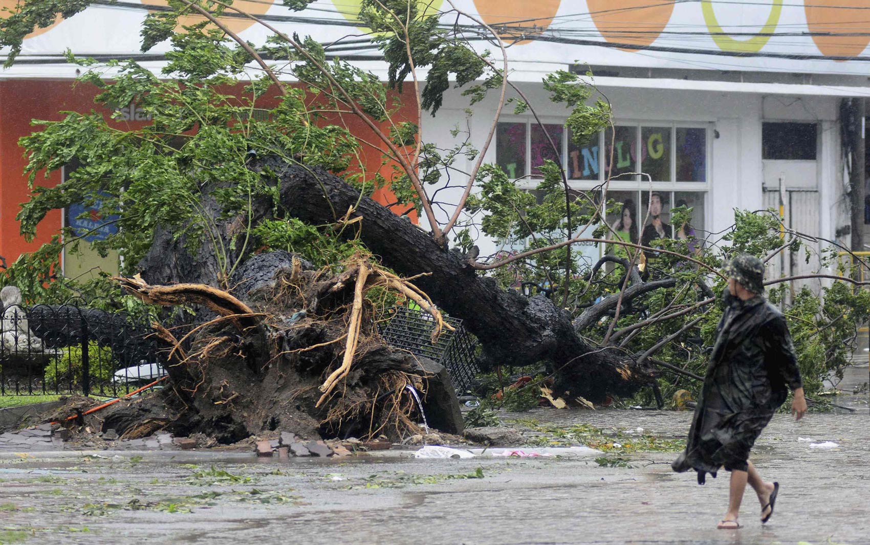 8/11 - Homem passa por árvores arrancadas do chão pelos fortes ventos do tufão em Cebu, Filipinas