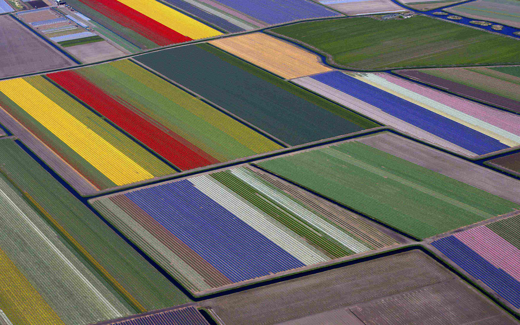 Fotos aéreas mostram campos floridos na Holanda - fotos em Turismo e