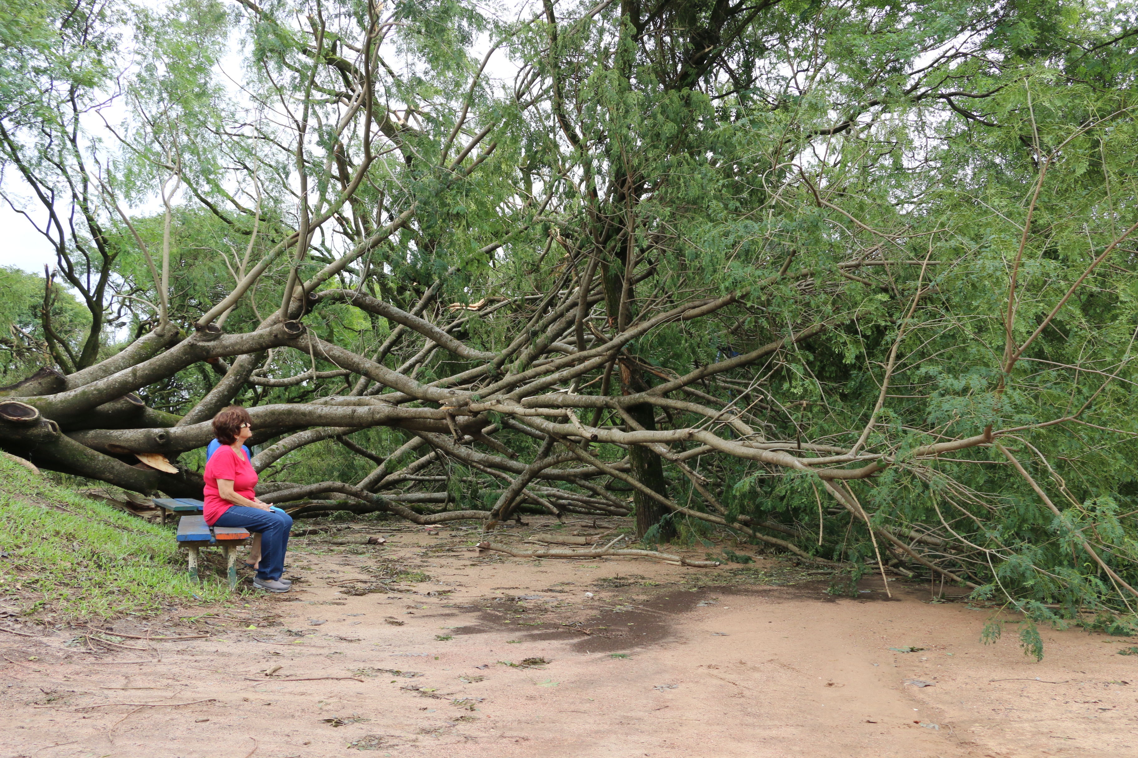 Terezinha Paiva e a  irmã Ana Lúcia Reis observam árvore arrancada pelo temporal em Porto Alegre