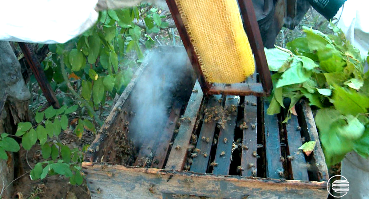 Produção de mel em Simplício Mendes e Picos