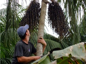 Palmeira juçara (Foto: Divulgação / Centro Ecológico)