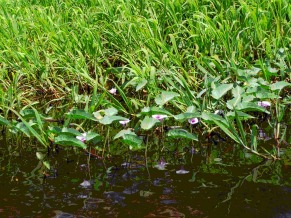 Globo ecologia: plantas aquáticas (Foto: Divulgação)