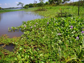 Globo ecologia: plantas aquáticas (Foto: Divulgação)