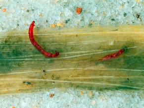 Globo ecologia: insetos aquáticos (Foto: Divulgação/Laboratório de Citotaxonia e Insetos Aquáticos/INPA)