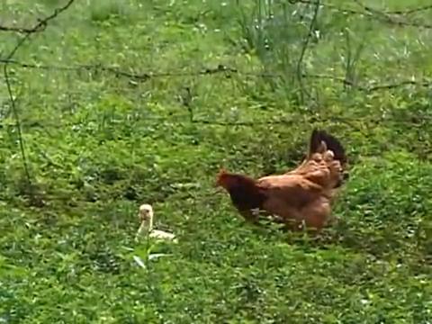 A galinha que adotou um gansinho (Foto: Reprodução)