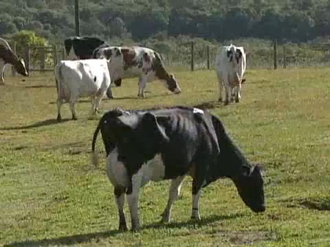 Tratamento VIP para vacas especiais (Foto: Reprodução)
