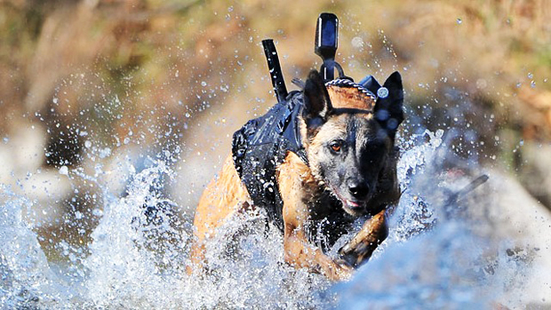 Navy SEAL Team Dog (Foto: Reprodução)