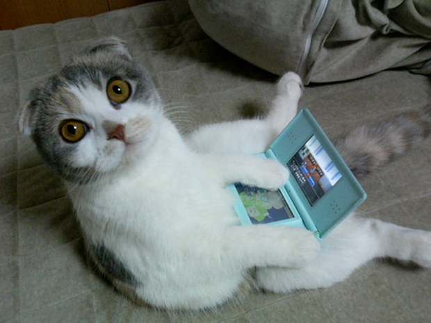 Gatinho e o Nintendo DS (Foto: Reprodução)