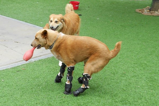 Cão com prótese (Foto: Incredible Features)