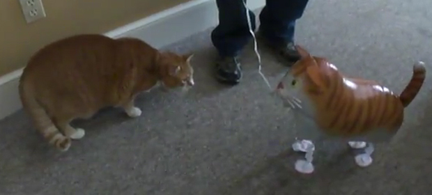 Gato contra o terrível balão (Foto: Reprodução)