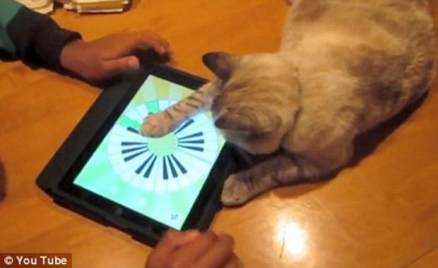 Gato brincando com iPad (Foto: Reprodução)