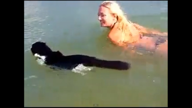 Vídeo de gato nadando na Rússia se torna viral no YouTube (Foto: Reprodução/YouTube)