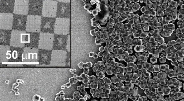 Bactérias poderiam aumentar o espaço de um HD a partir da sua multiplicação (Foto: Reprodução) (Foto: Bactérias poderiam aumentar o espaço de um HD a partir da sua multiplicação (Foto: Reprodução))