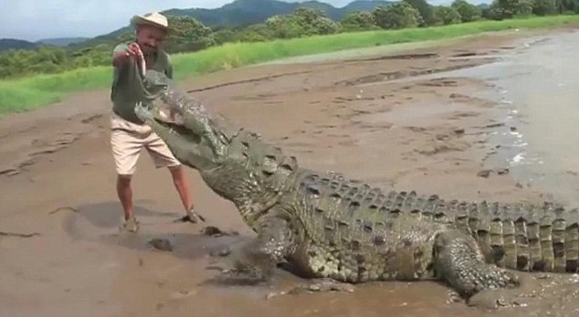 Homem alimentando um crocodilo (Foto: Reprodução)