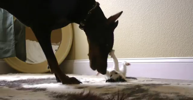 Duelo animal mostra gatinho desafiando doberman (Foto: Reprodução/YouTube)