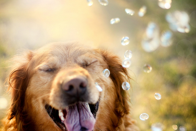 Cão e bolhas de sabão (Foto: Jessica Trinh)