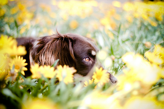 Cadela posa no meio de flores (Foto: Jessica Trinh)