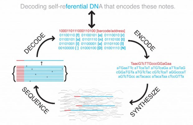 Esquema mostra o processo de leitura e codificação de informação no DNA (Foto: Reprodução)