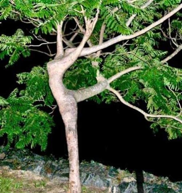 Árvore tem formas parecidas às de uma bailarina (Foto: Reprodução/ Carol Lynn Fraser)