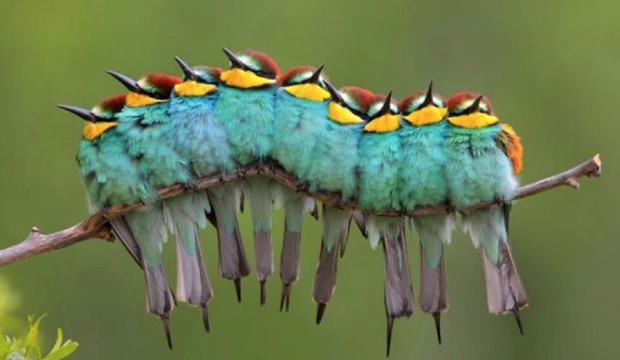 Sequência de pássaros cria ilusão de que são uma lagarta (Foto: Reprodução/ José Luis Rodríguez)