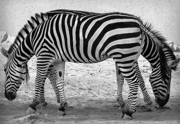 Lado a lado, zebras parecem se unir em uma só (Foto: Reprodução)