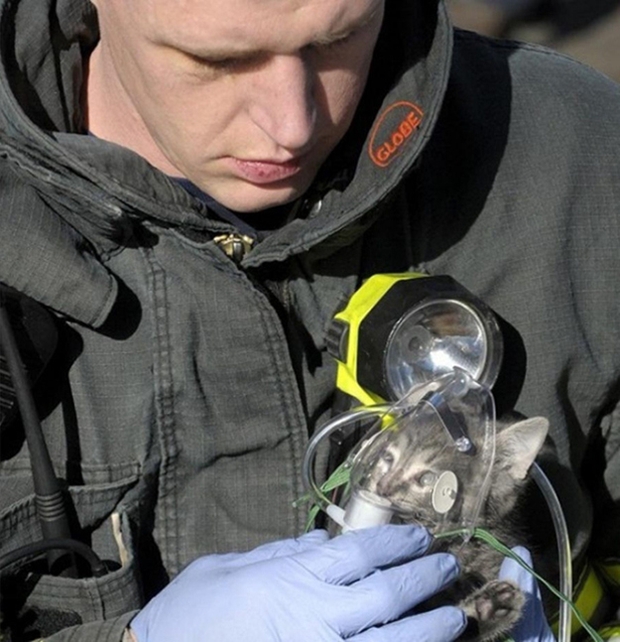Bombeiro administra oxigênio para gato retirado de incêndio (Foto: Reprodução)