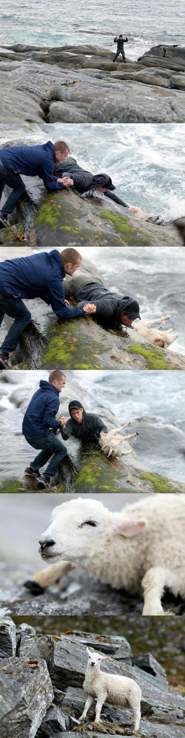 Rapazes resgatam ovelha do mar (Foto: Reprodução)