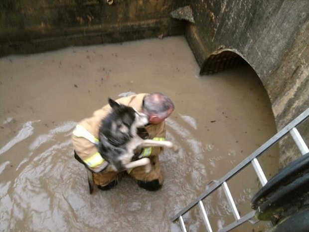 Um bombeiro, com água nos joelhos, resgatando um cão da inundação. (Foto: Twitter não identificado/Reprodução)