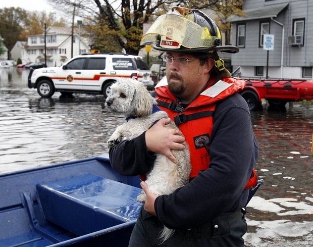 Em  Little Ferry, Nova Jersey, um bombeiro resgata um cão (Foto: Reuters/Reprodução)