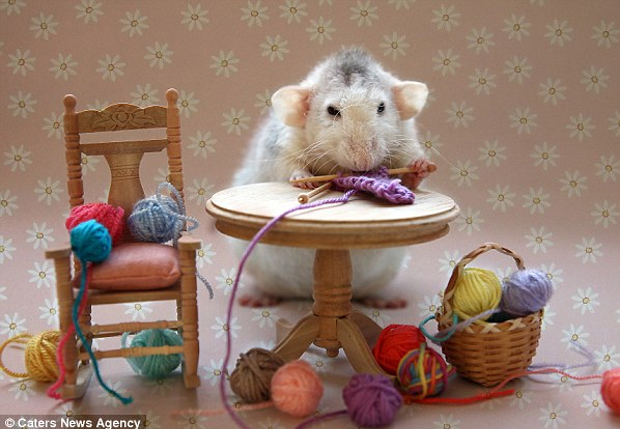 Fotógrafa retrata rato tricotando (Foto: Reprodução/  Ellen Van Deelen)