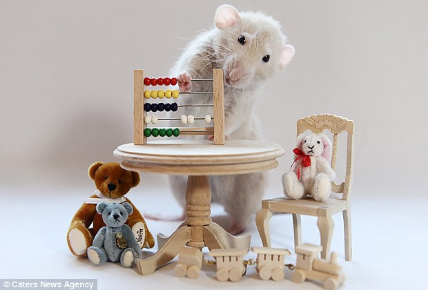 Rato brinca com brinquedos em miniatura (Foto: Reprodução/  Ellen Van Deelen)