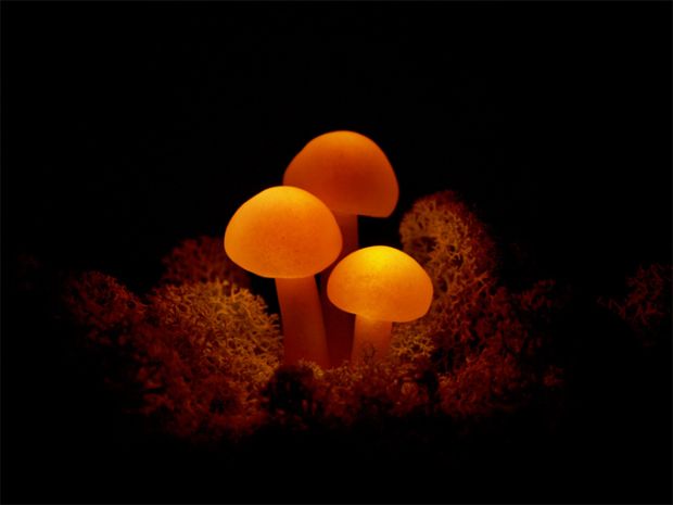 A base dos cogumelos também pode ser vegetação, e não apenas madeira (Reprodução|Likecool.com)