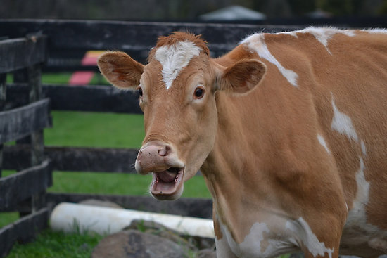 Vaca parece chocada com o que está acontecendo no pasto (Foto: Reprodução/The Savoia)