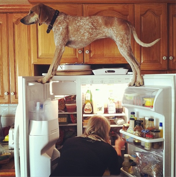 Cadela fazendo acrobacia na geladeira