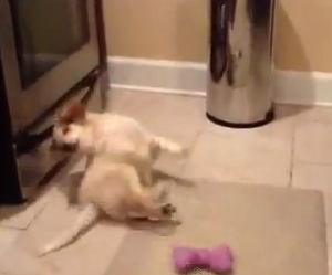 Cão caindo ao pegar brinquedo virou hit na web (Foto: Reprodução/YouTube)