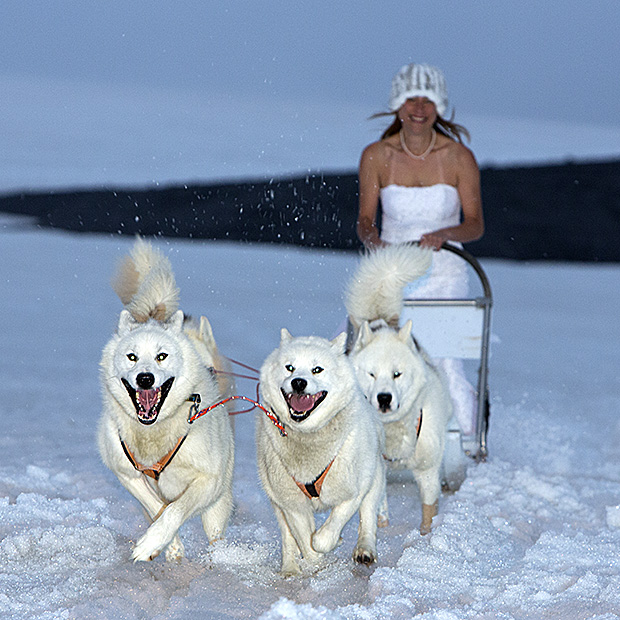 Passeando de trenó empurrado por cães na Islândia (Foto: Reprodução)