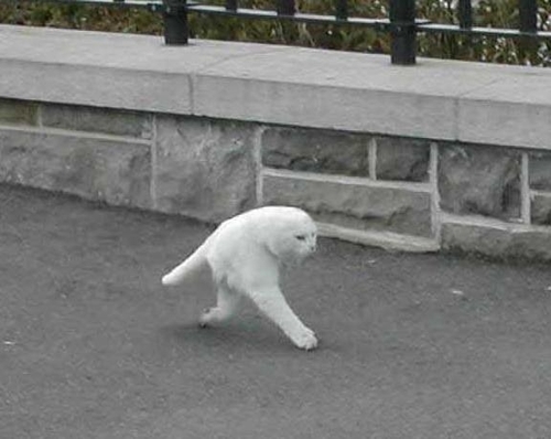 Google Street View "corta" gato pela metade em imagem (Foto: Reprodução/Buzzfeed)