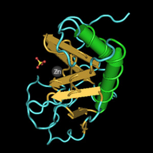 proteina-sonic-wikipedia_RE