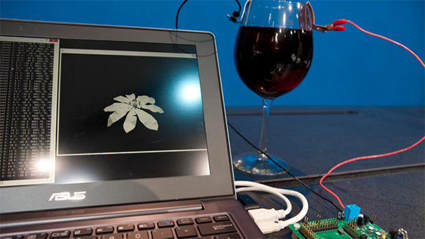 Chip da Intel utiliza vinho tinto para gerar corrente elétrica (Foto: Reprodução)