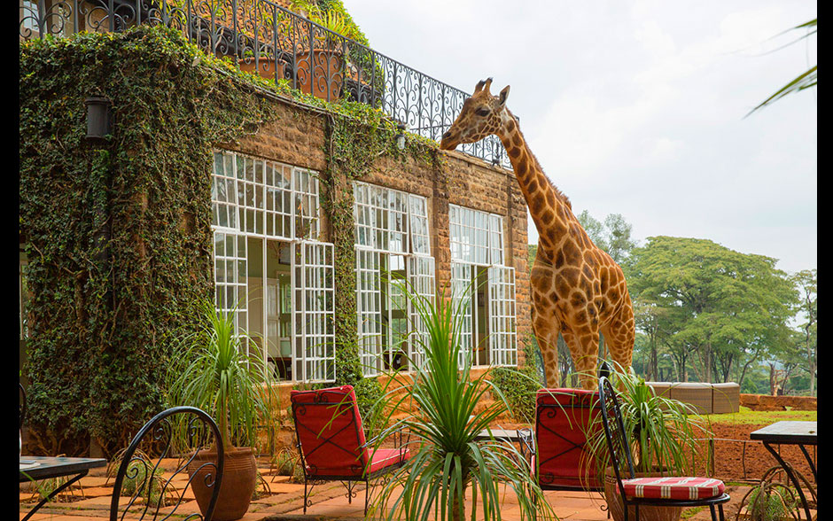 A bela mansão das girafas, a Giraffe Manor. 