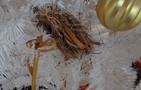 Pássaros fazem ninho com palha de manjedoura (Luna Markman/G1)
